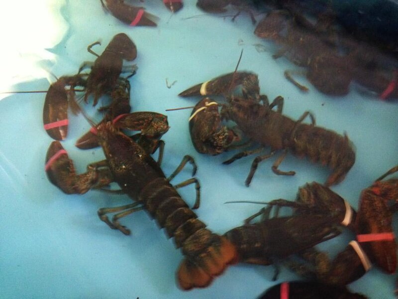 Multiple lobster in a fish tank