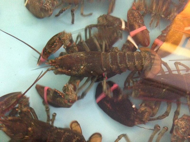 Lobster inside of fish tank